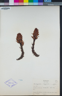 Pleuricospora fimbriolata image