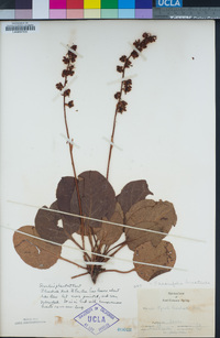 Pyrola asarifolia image