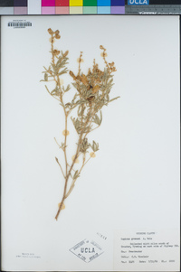 Lupinus formosus var. robustus image