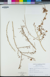 Parkinsonia microphylla image