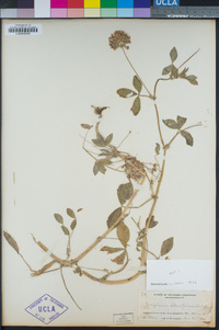 Trifolium obtusiflorum image