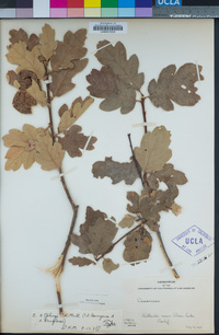 Quercus × eplingii image
