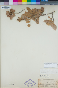 Quercus turbinella image