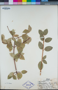 Philadelphus lewisii image