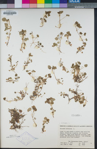 Glechoma hederacea image