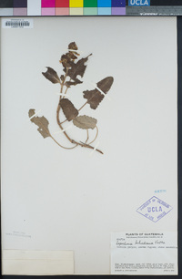 Image of Lepechinia schiedeana