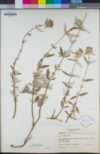 Monardella hypoleuca subsp. intermedia image