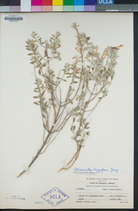 Image of Poliomintha longiflora