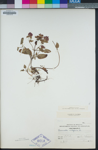 Prunella vulgaris image