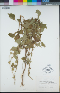 Image of Salvia albiflora