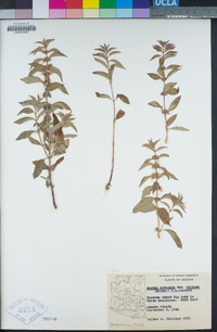 Mentha arvensis image