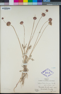 Salvia columbariae image