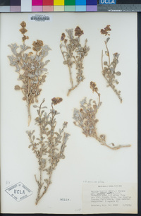 Salvia dorrii var. pilosa image