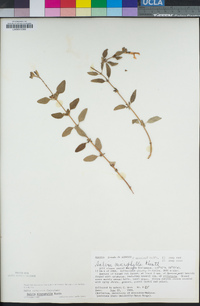 Salvia microphylla image