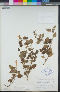 Salvia microphylla var. neurepia image