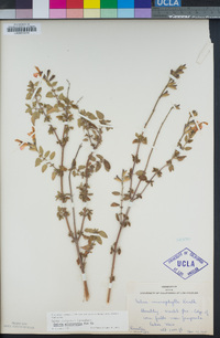 Salvia microphylla image