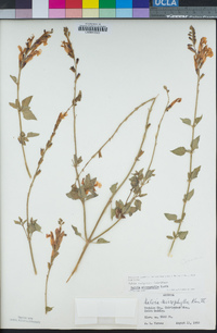 Salvia microphylla image
