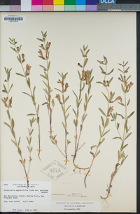 Scutellaria siphocampyloides image