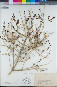 Scutellaria mexicana image