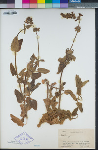 Stachys bullata image