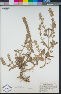 Stachys ajugoides image