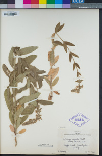 Stachys bergii image