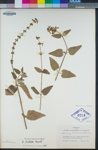 Stachys bullata image