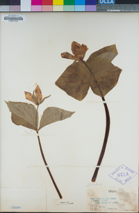Trillium ovatum image