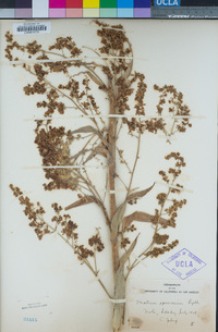 Veratrum californicum image
