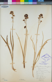 Toxicoscordion paniculatum image