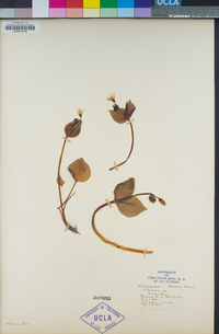 Claytonia lanceolata image