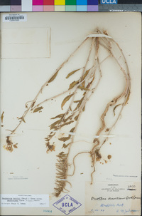 Eremothera boothii subsp. decorticans image