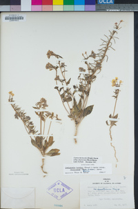 Eremothera boothii image