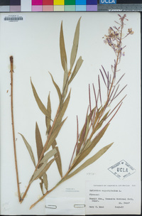 Chamerion angustifolium image