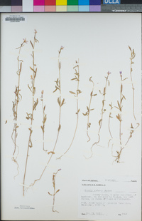 Clarkia modesta image