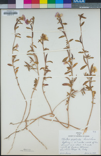 Clarkia prostrata image