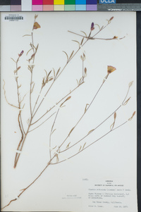 Clarkia rubicunda image