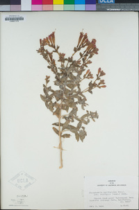 Epilobium canum image