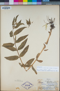 Epilobium ciliatum image