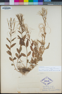 Epilobium hornemannii image