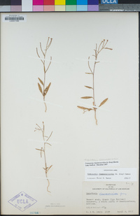 Eremothera chamaenerioides image