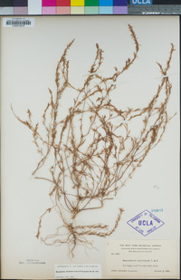 Gayophytum decipiens image