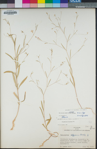 Gayophytum eriospermum image