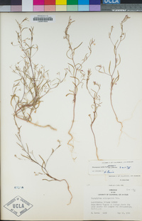 Gayophytum eriospermum image