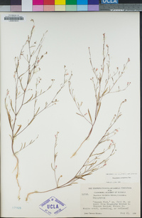 Gayophytum eriospermum image