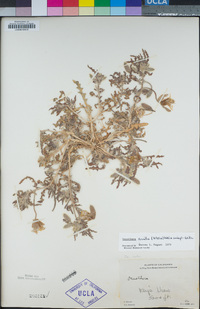 Oenothera californica subsp. avita image