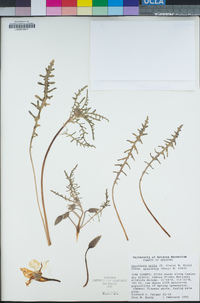Image of Oenothera arizonica