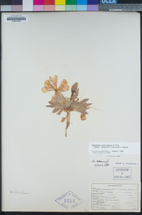 Oenothera primiveris image