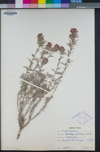 Castilleja foliolosa image