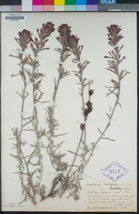 Castilleja foliolosa image